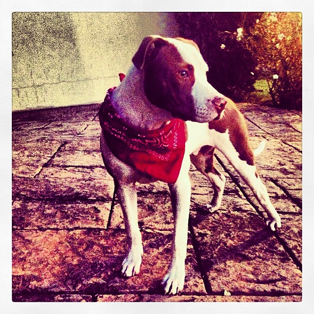 Give a dog a bone, leave a dog alone Let a dog roam an… Flickr