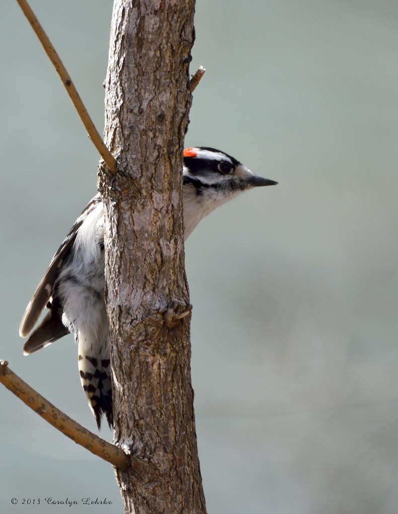 Woodpeckers Flickr