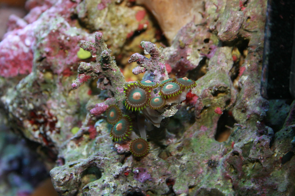 Fast Growing Zoas I put this little branchy rock at the ed… Flickr