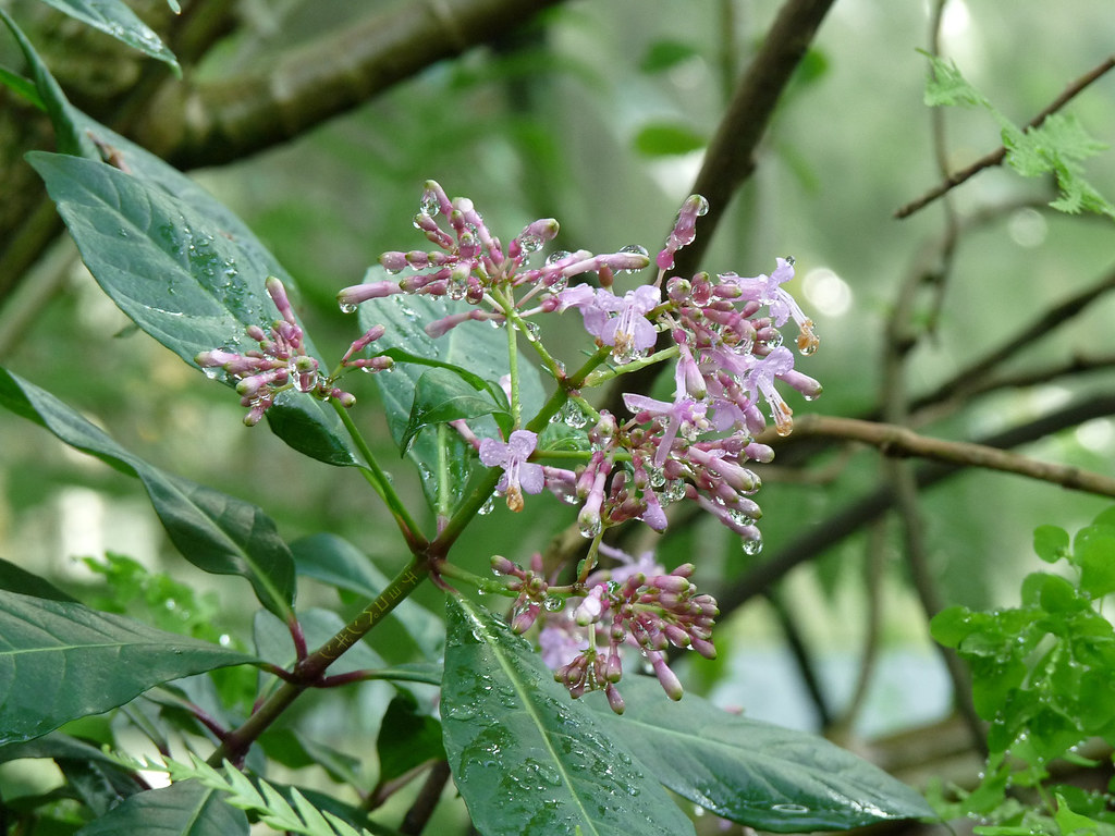 Flower Last year, we've been to our town's botanic garden,… Flickr
