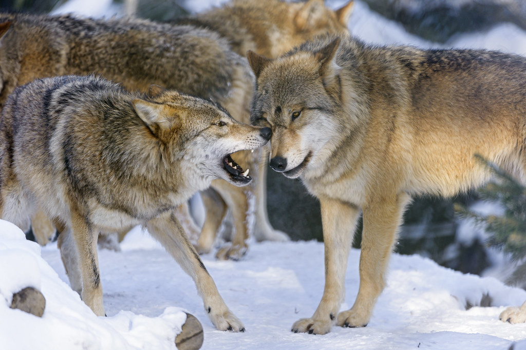 Interracting wolves A nice shot of two wolves interacting,… Flickr