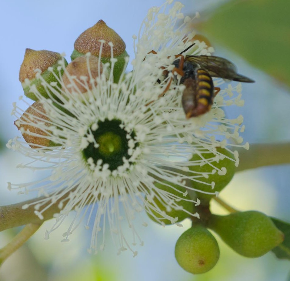 Eucalyptus todtiana & Wasps 10 Thynnid wasp mating pair at… Flickr
