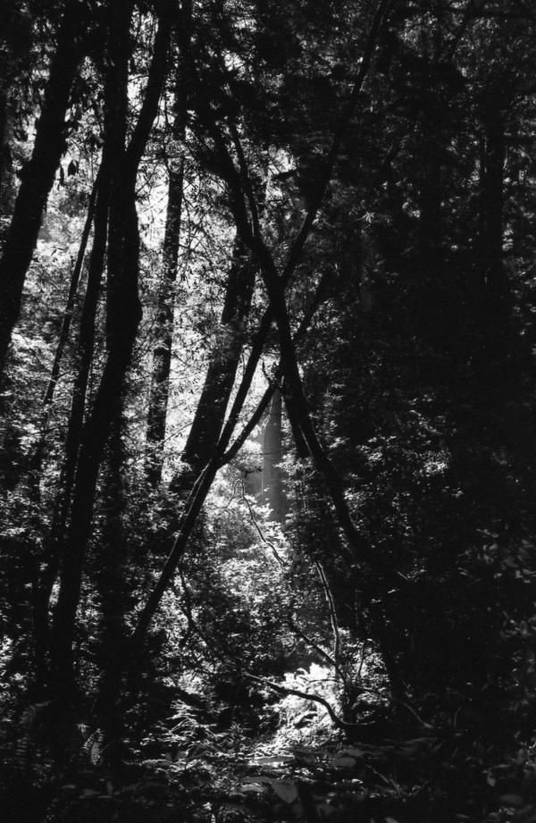 Muir Woods This was taken at Muir Woods my first semester … Flickr