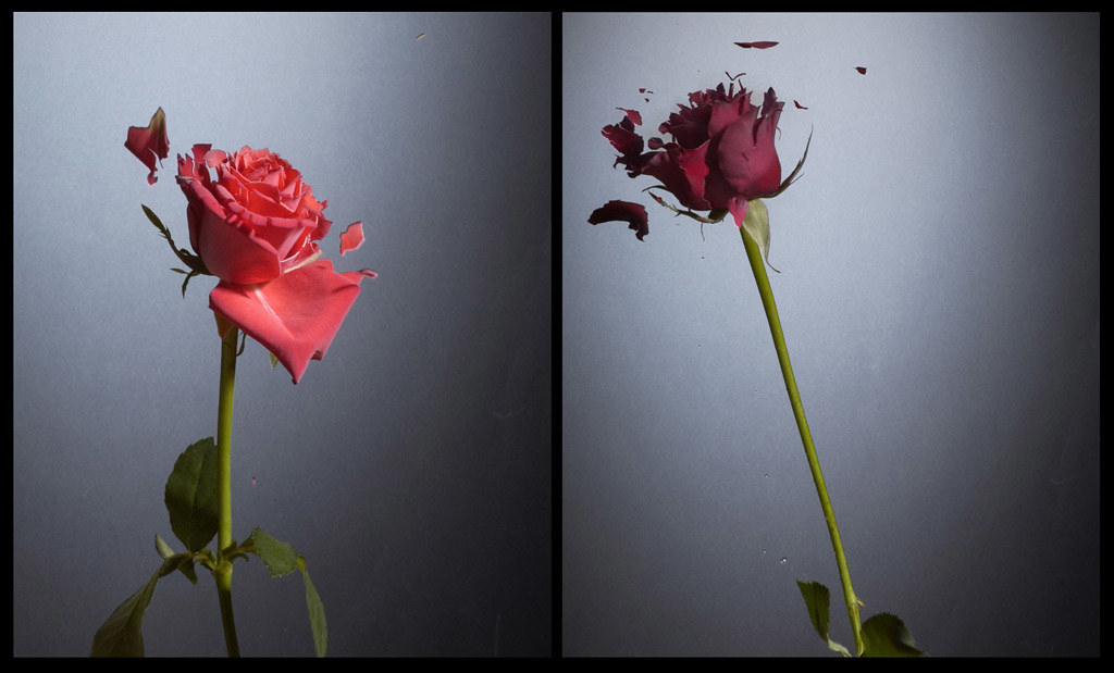 liquid nitrogen roses Flowers frozen in liquid nitrogen, t… Flickr