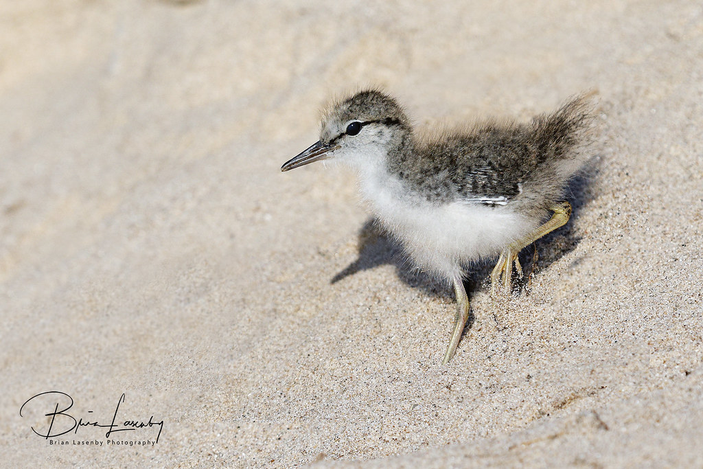 Young Spotted Sandpiper descending a sand dune Pinery Pr… Flickr