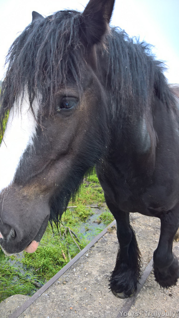 Oxford Horses England Oxford Port Meadow The horses com… Flickr