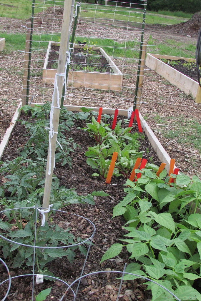 HCG July 2016 Hammonton Garden Flickr