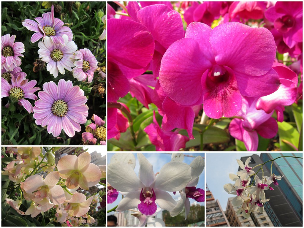 HKFlowerShow20131 Surfcity_98 Flickr