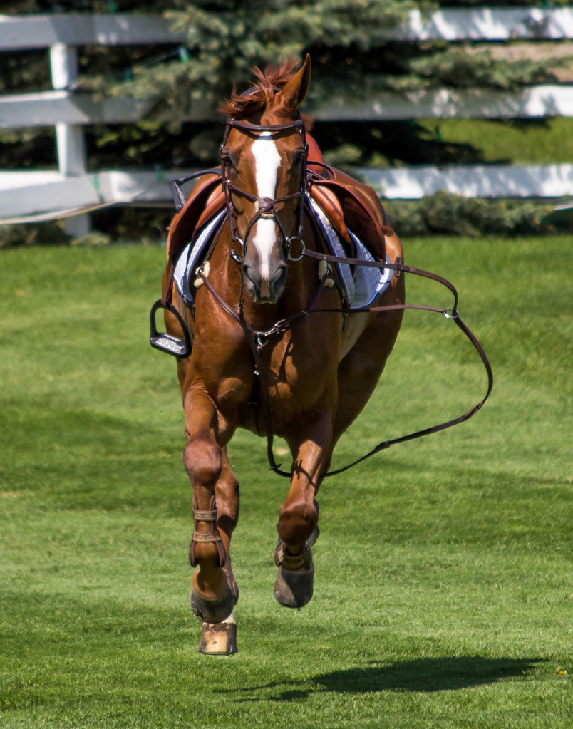 Loose Horse A loose horse gallops around the ring after lo… Flickr