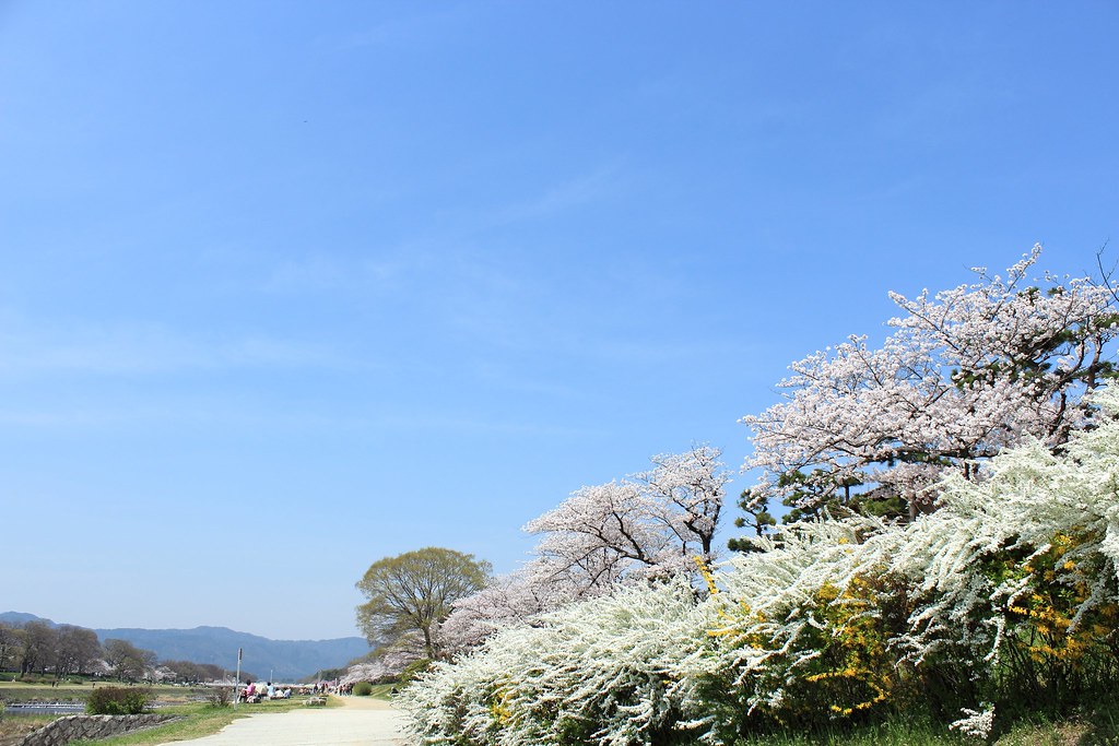 Riverside cherry blossoms Riverside cherry blossoms Flickr