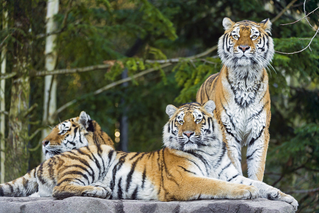 Three tigers Three of the five tigers, Liska and Elena on … Flickr