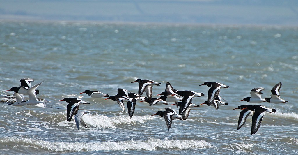 Oyster Catchers Taken in Anglesey... beautiful markings.. … Flickr