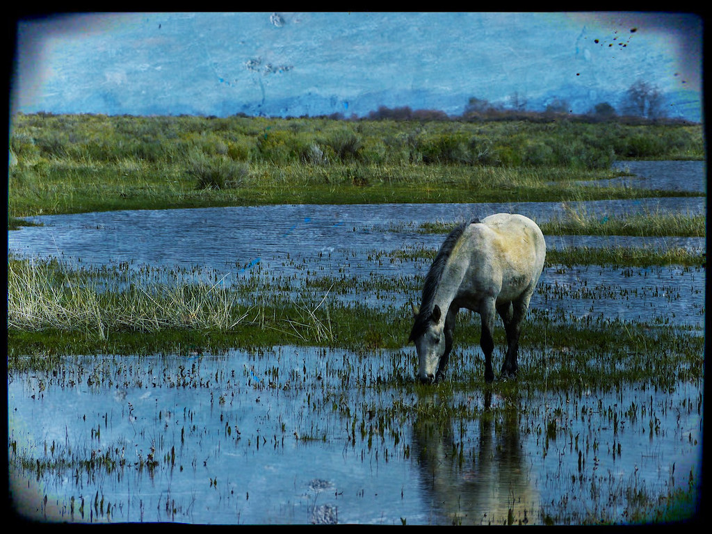 litchfield_horse Grazing horse near Susanville, CA edite… Flickr