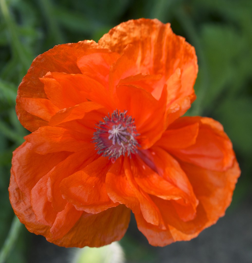 Poppy power My Back garden, Rickmansworth, Herts. Flowers … Flickr