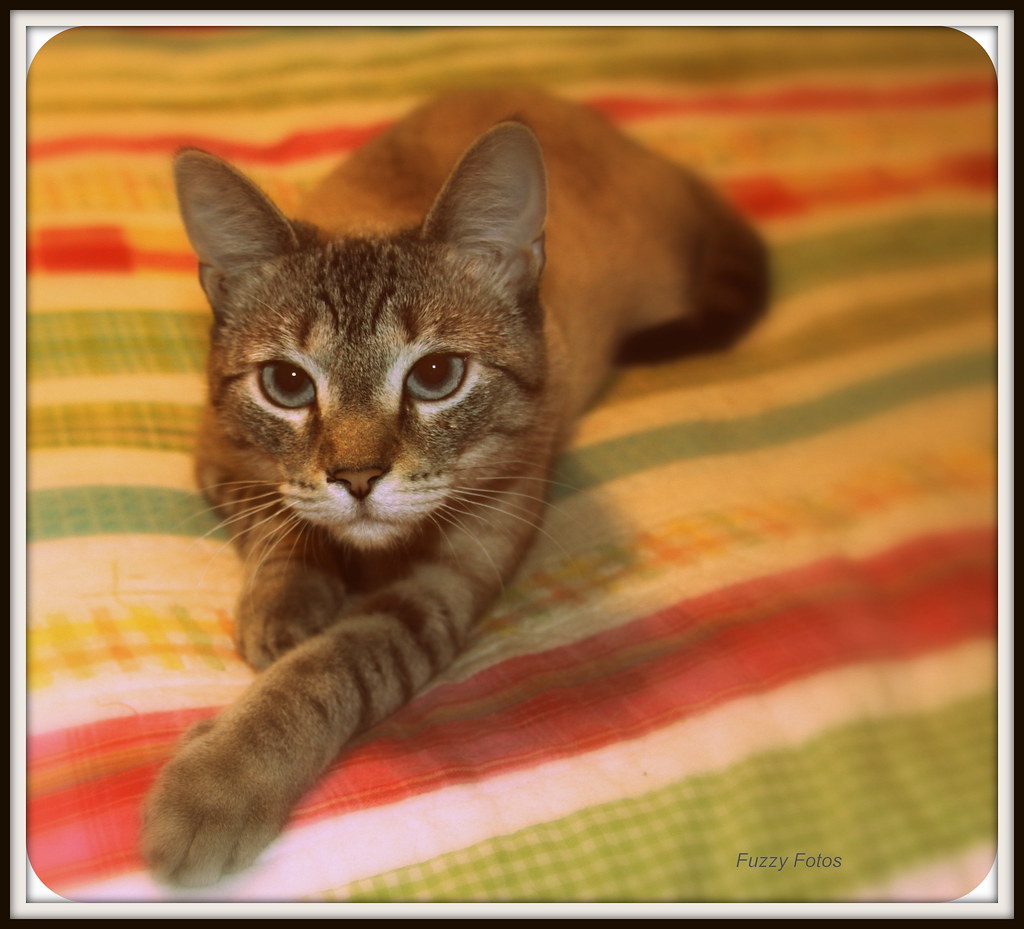This is My BED/ EXPLORED, Thank you! ) This is MY BED say… Flickr