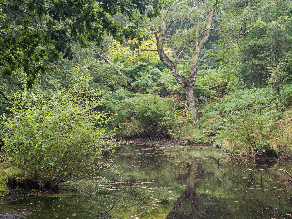 Nettlebed Common Nettlebed, Oxfordshire. twitter 500px … Flickr