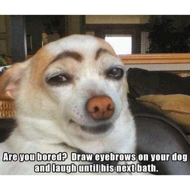 Hahaha lol. That eyebrow. dogs eyebrows bored whitagra… Flickr