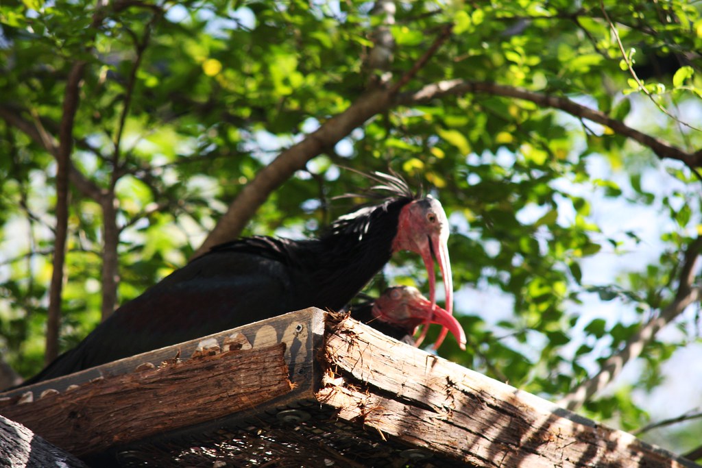 shaking the other bird. shaken baby bird syndrome! Flickr