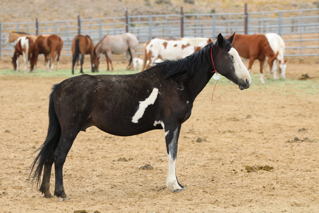 Oregon's Wild Horse Corral Facility Wild horses eat, play,… Flickr