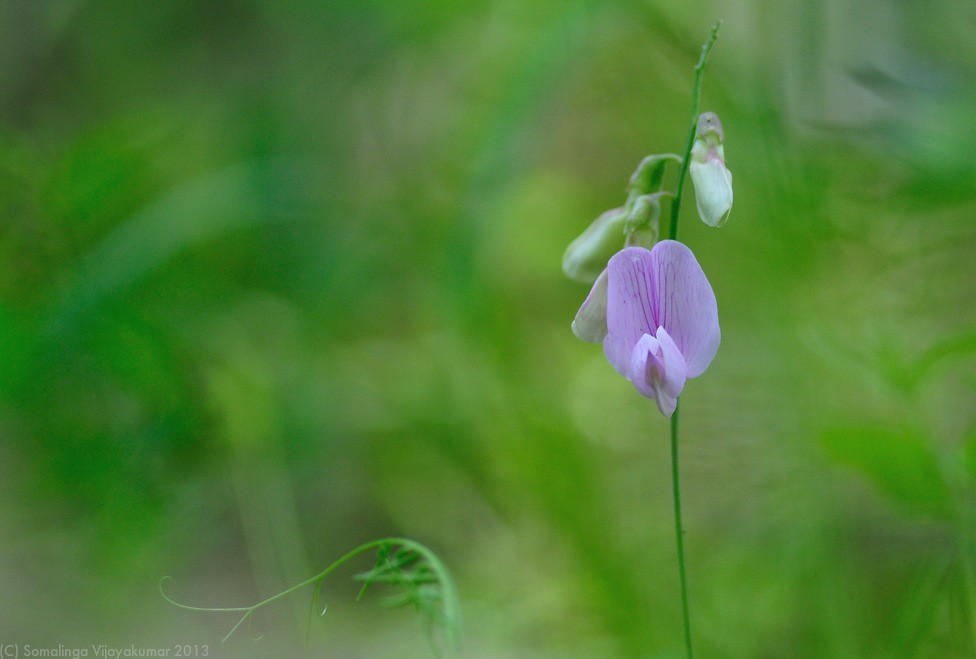 Spanish lotus 2 Lotus purshianus, Caspers regional park, … Flickr