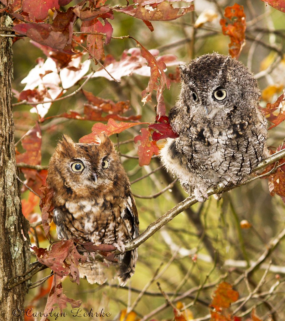 Eastern Screech Owls Red and Gray Color Phases. Taken duri… Flickr