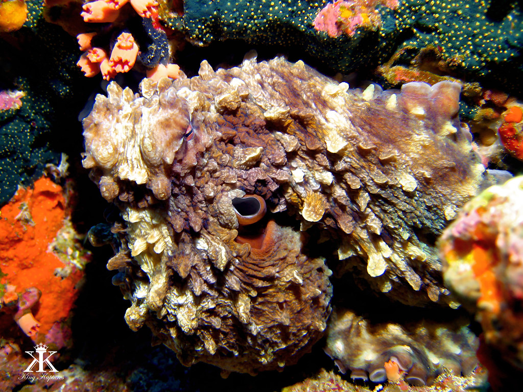 Scuba Diving Okinawa 2016, Toilet Bowl, 3D octopus along … Flickr