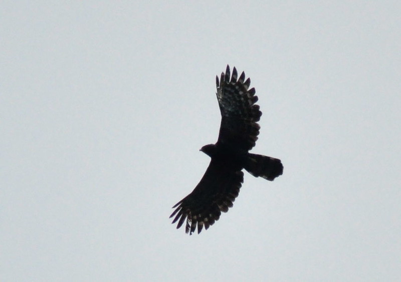 Black HawkEagle / Spizaetus tyrannus photo call and song