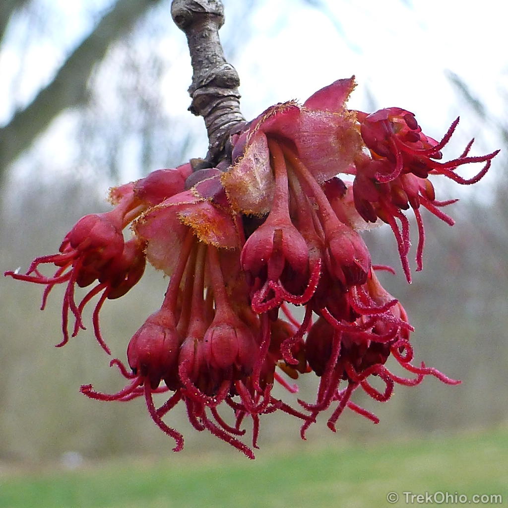 Pistillate (female) flower of the Red Maple (Acer rubrum) Flickr