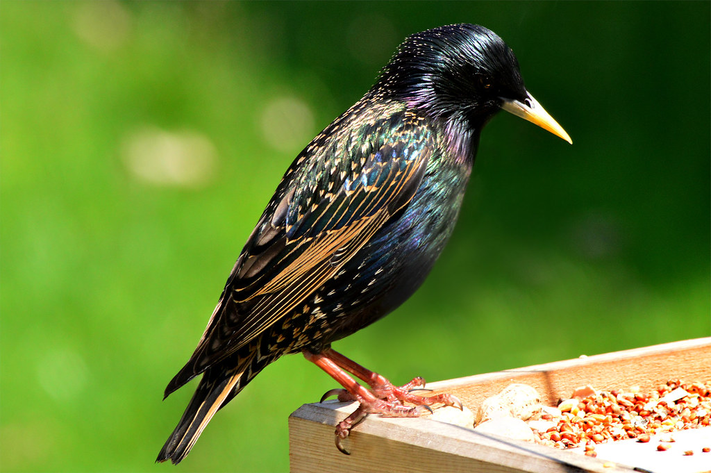 Backyard birds of Pennsylvania Flickr