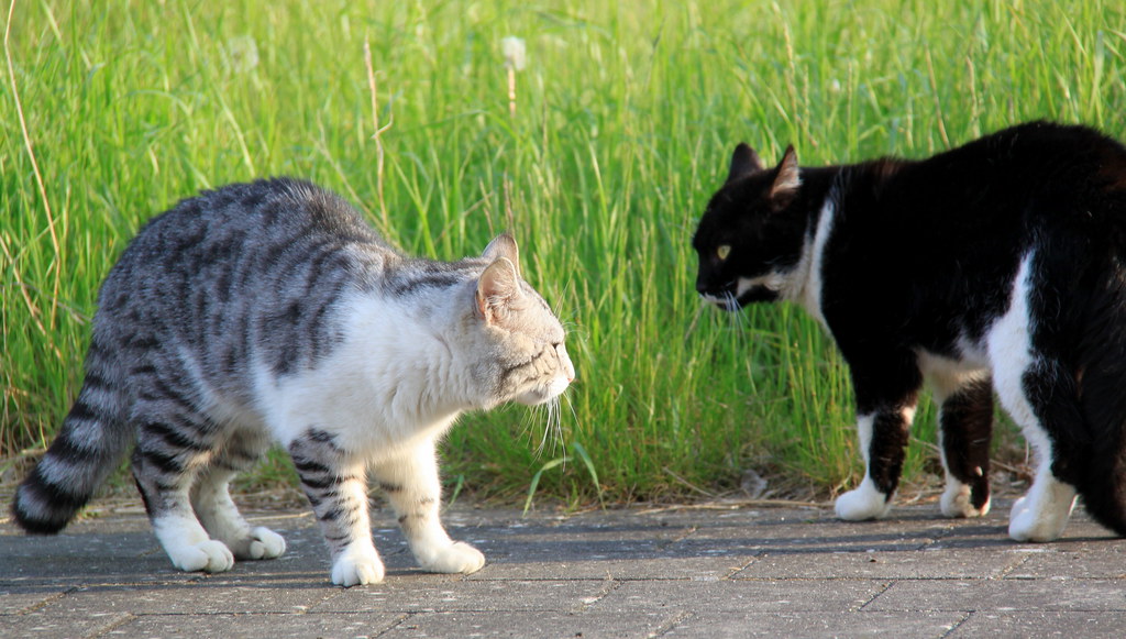 Encounter between two male cats ) Kristel Van Loock Flickr