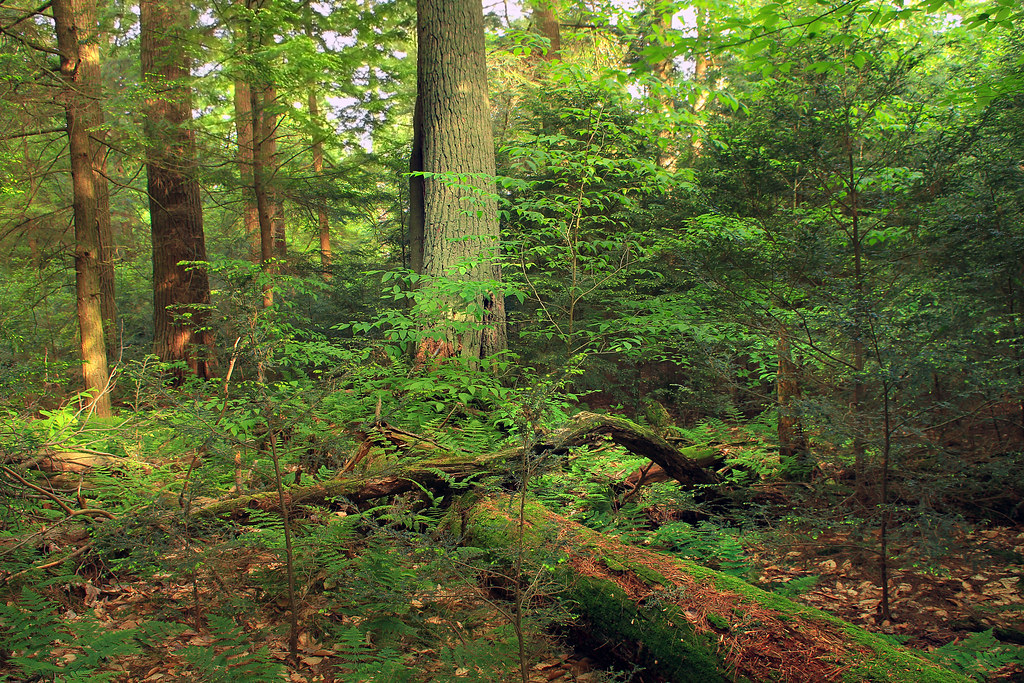 Hearts Content Scenic Area (13) Oldgrowth forest, Warren … Flickr