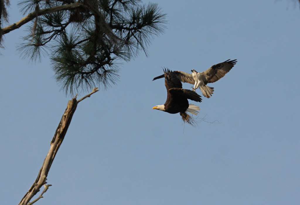 Osprey vs. Bald Eagle 4199 Chasing a Bald Eagle, trying to… Flickr