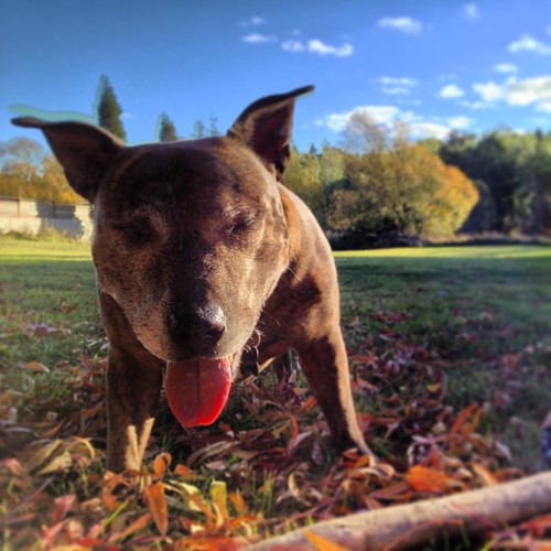 Pepper the dog Rhys Morris Flickr