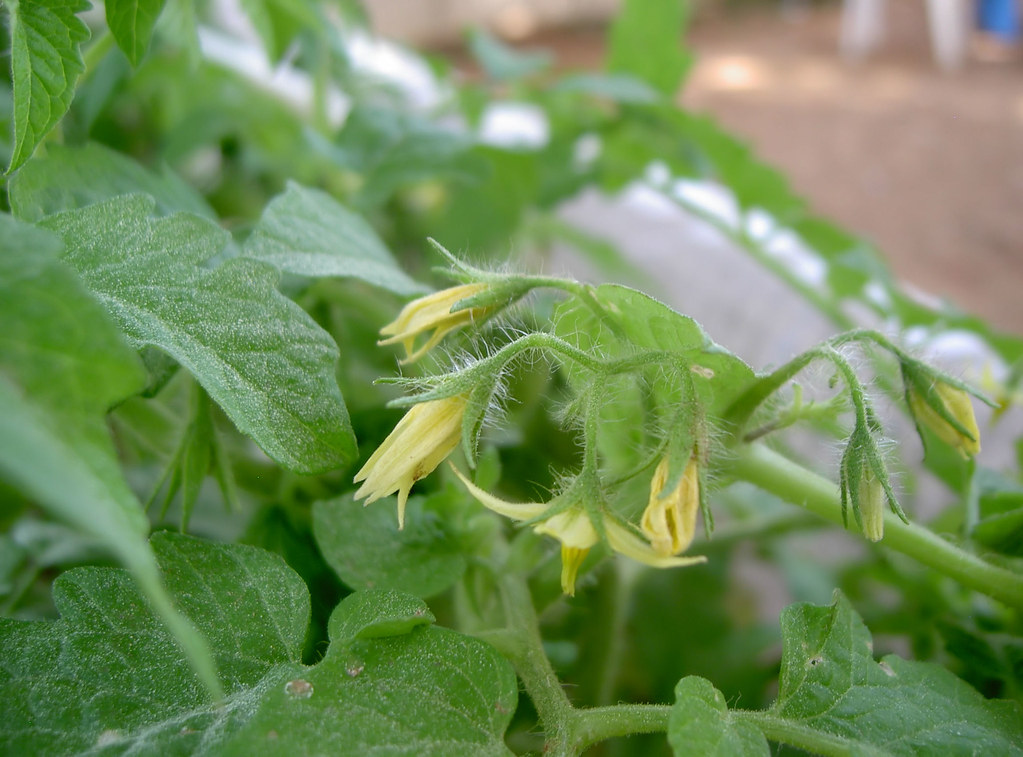 Tomato flowers The early flowers of our tomato plant . Ignotus Homo