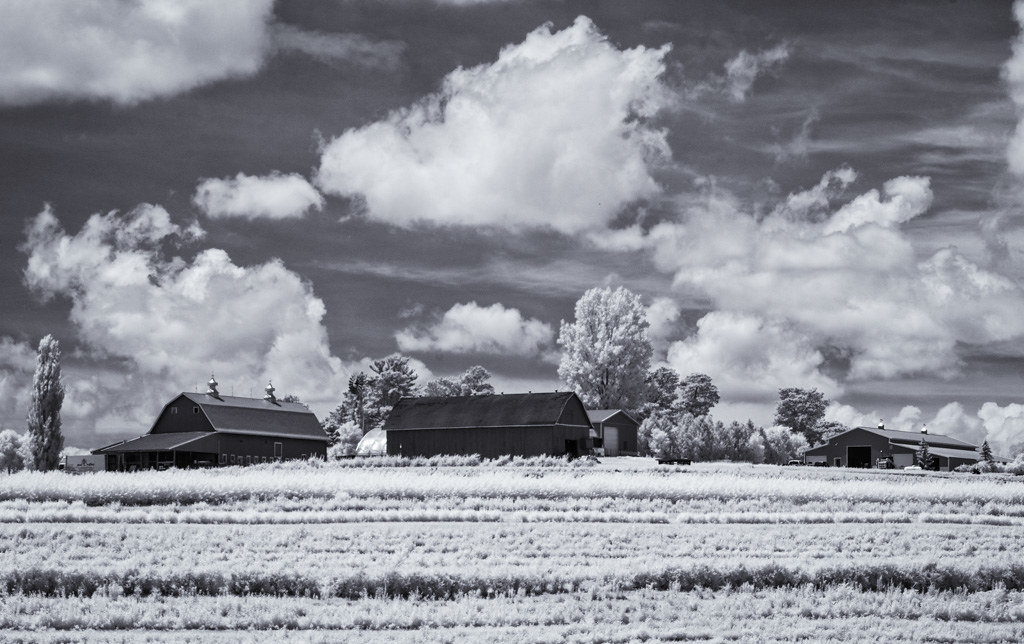 Star Valley Flowers Jools Flickr