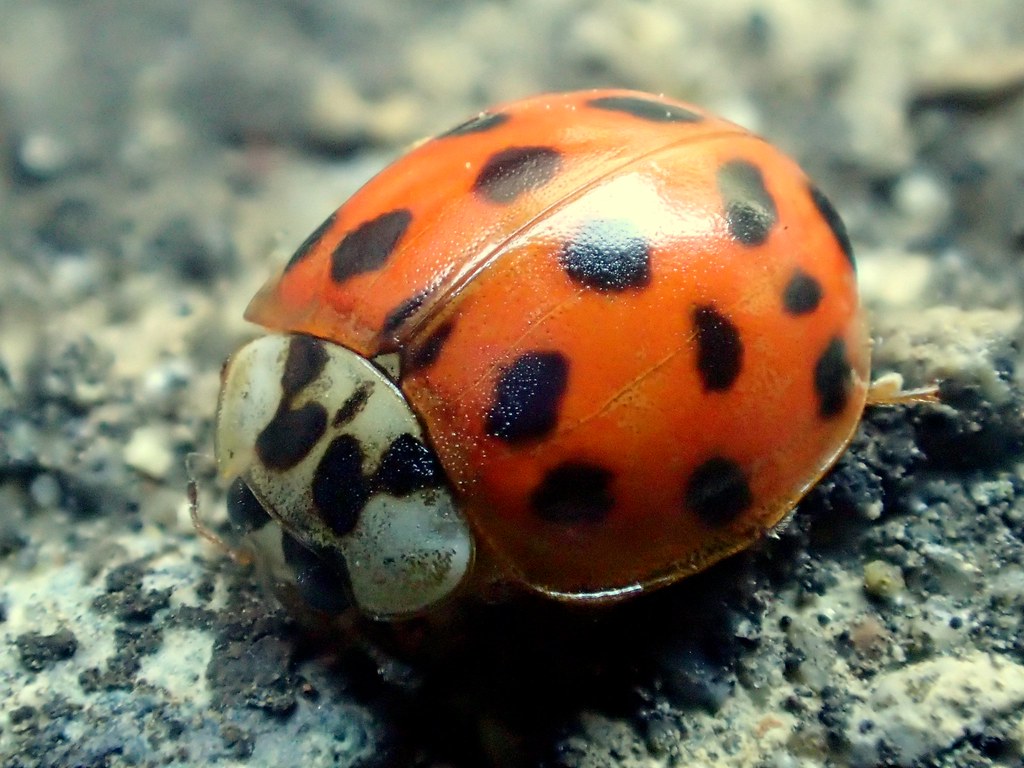 maycintadamayantixibb Asian Lady Beetle Or Ladybug