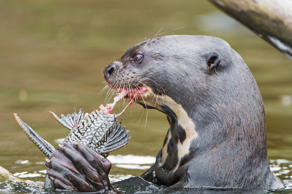 Sea Otters Eating Fish