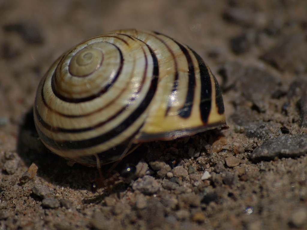Ant Cleaning Out Snail Shell OLYMPUS DIGITAL CAMERA Flickr