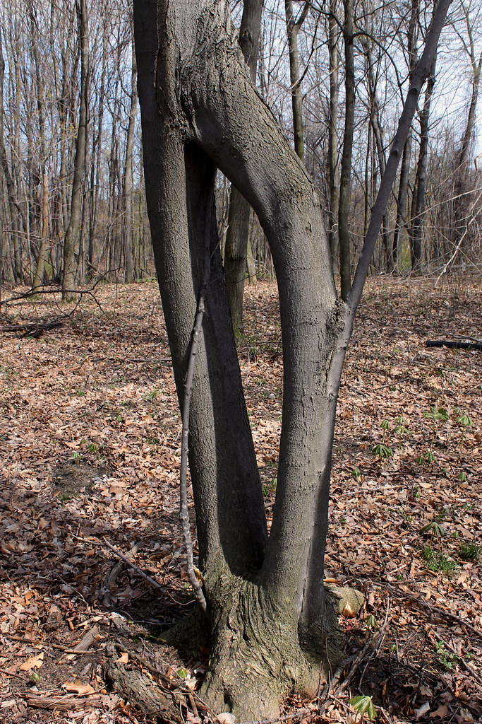 Crazy 'Tree' Legs Taken in Poland Township Park Jack Pearce Flickr