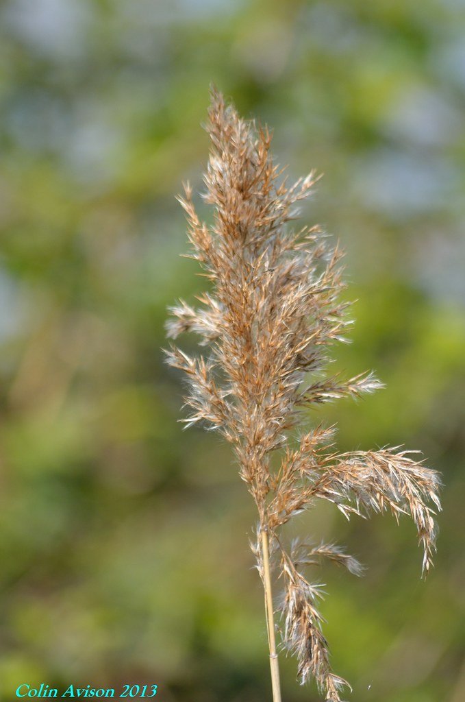 REED CANARY GRASS (Phalaris arundinacea) Colin Avison Flickr