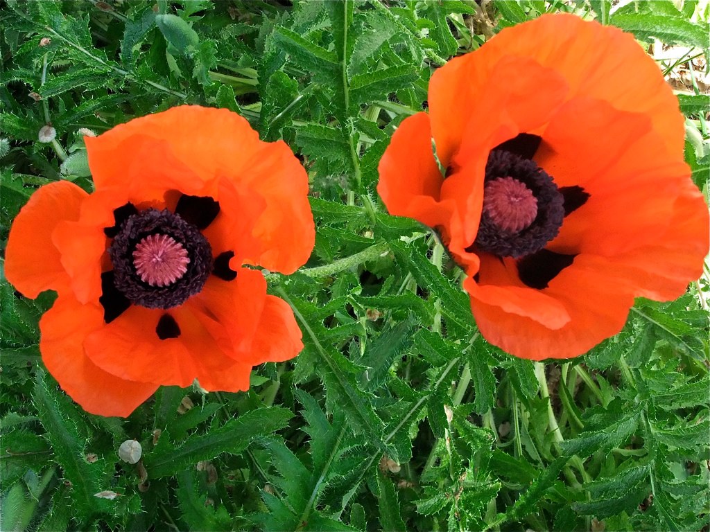 First of the Icelandic poppies in bloom. leselik Flickr