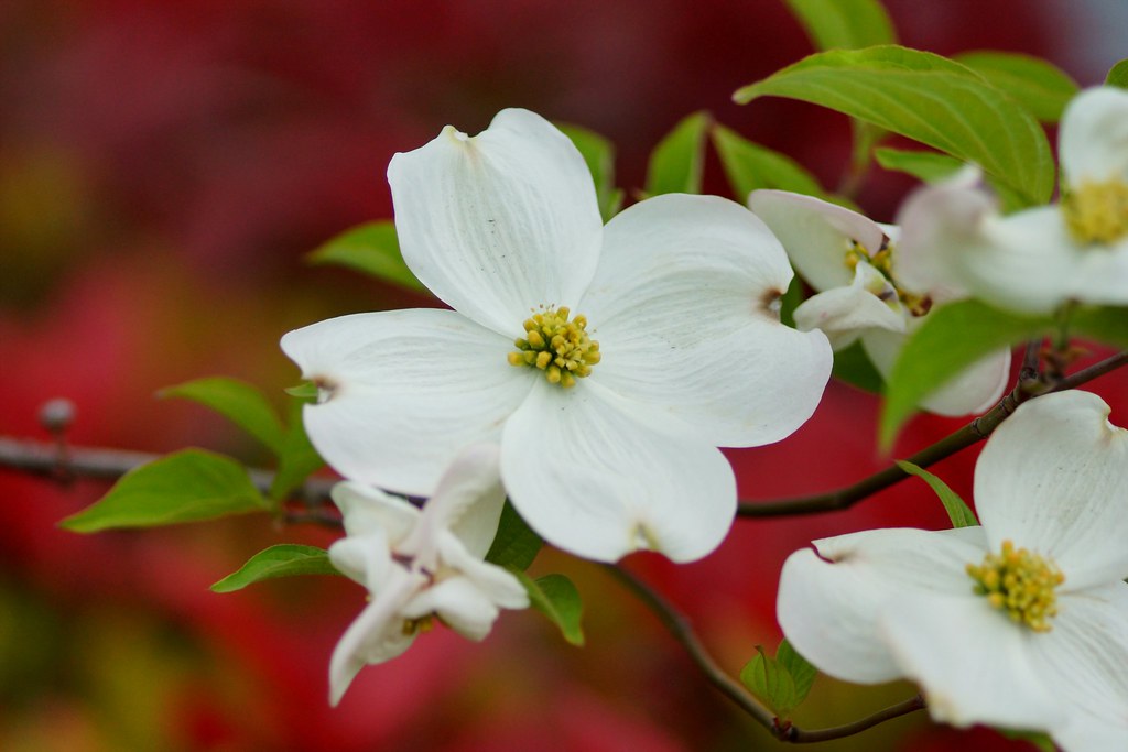 はなみずき (花水木)/Cornus florida 20130421DSC08107 花の回廊 はなみずき