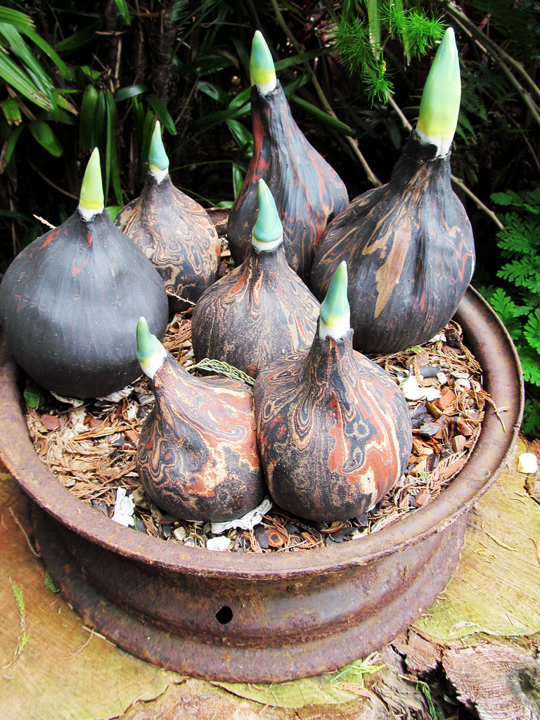 Our Own Stuff Gallery Garden Ceramic bulbs. 3017 Wheeler S… Flickr