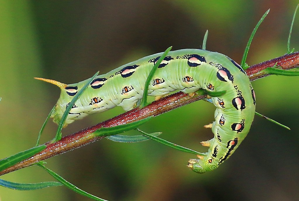 whitelined sphinx moth (Hyles lineata) caterpillar in Cal… Flickr