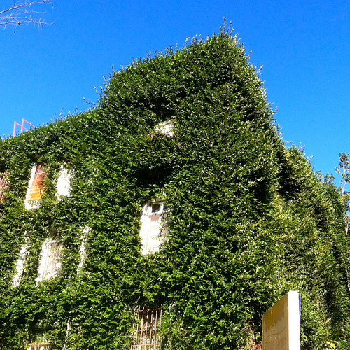 The Afton Arms Looks like it's time for a trim. jojomelons Flickr
