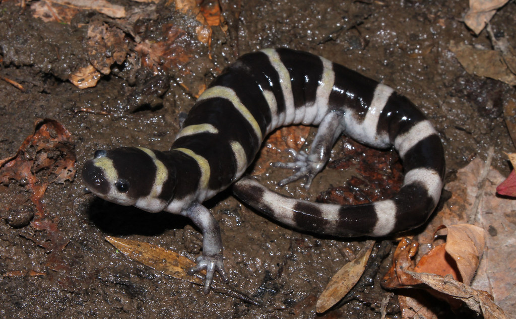 Ringed Salamander (Ambystoma annulatum) Adult male from St… Flickr
