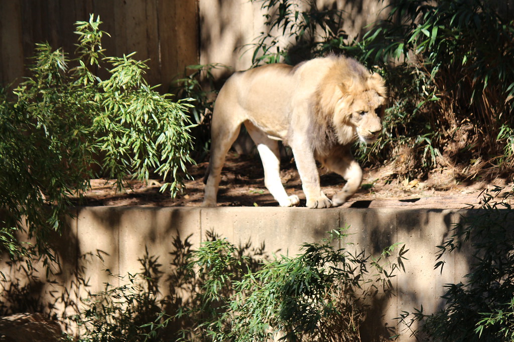 National Zoo Lion a photo on Flickriver
