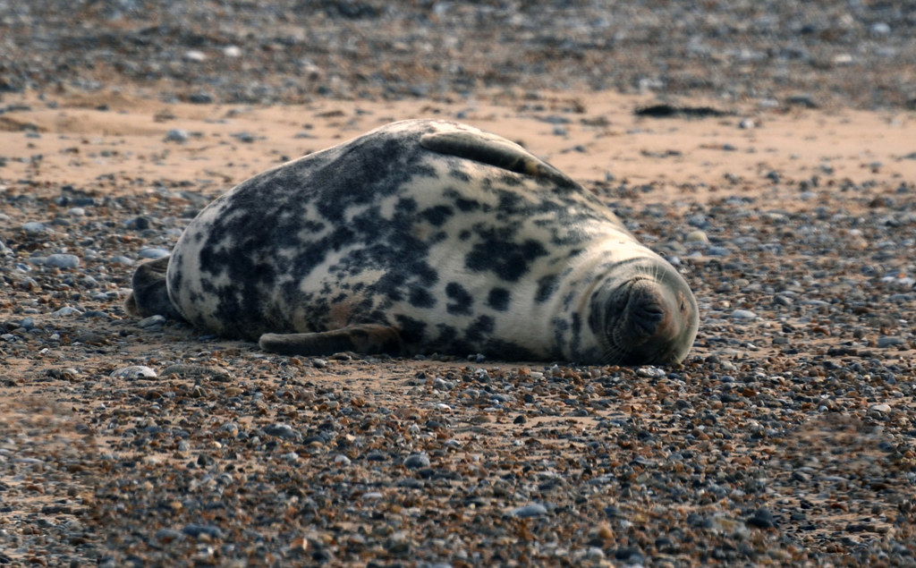 Seal Pregnant female. Probably gave birth now. Wendy Lee Flickr