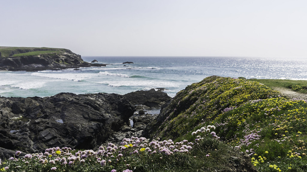 Cliff Top Flowers Picture taken of the wild flowers on the… Flickr