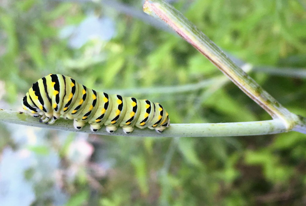 Black swallowtail caterpillar on bronze fennel in Greenbel… Flickr